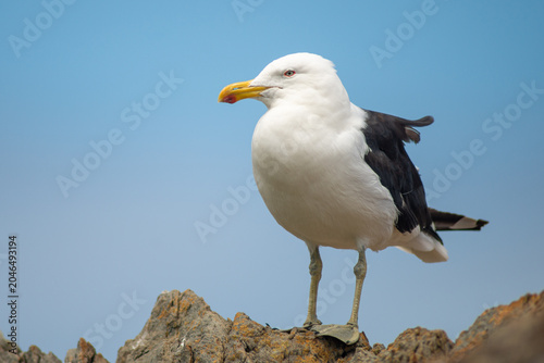 Photos Larus fuscus