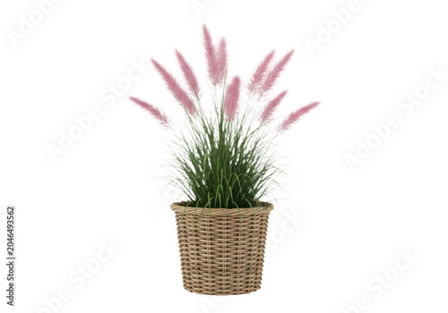 Pink pampas grass in a wicker basket isolated on transparent background
