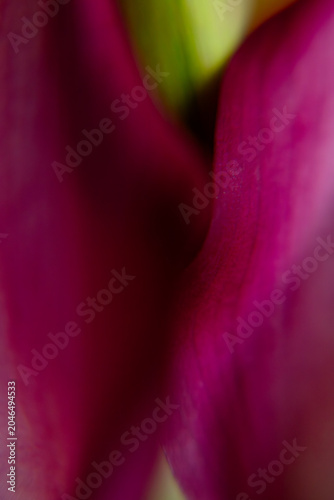 Billede på lærred Vertical macro of calla lily petals in deep magenta with a bright yellow-green botanical accent at the top, vivid complementary contrast