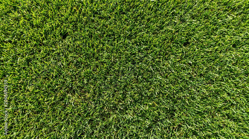 Photos Lush green grass lawn texture background