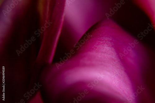Foto Close-up macro of overlapping dark magenta calla lily petals filling the horizontal frame with rich jewel tones and smooth velvety surface
