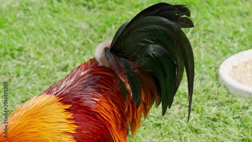 A beautiful rooster and hens walk on the green grass and eat feed. A rural homestead on a spring day. Close-up shot