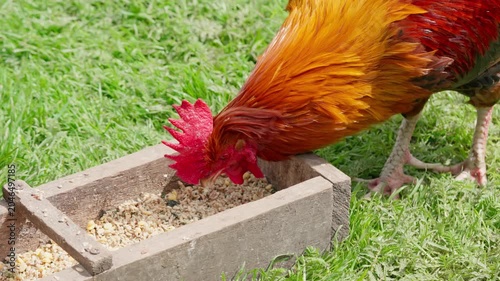 A beautiful rooster and hens walk on the green grass and eat feed. A rural homestead on a spring day. Close-up shot