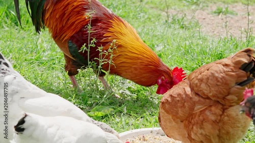 A beautiful rooster and hens walk on the green grass and eat feed. A rural homestead on a spring day. Close-up shot