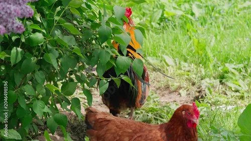 A black-and-red rooster with beautiful plumage and a red comb walks on green grass, followed by white, red, and Gray hens. Rural setting