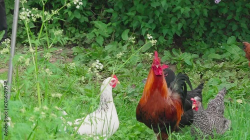 A black-and-red rooster with beautiful plumage and a red comb walks on green grass, followed by white, red, and Gray hens. Rural setting