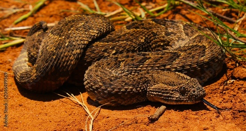 Foto The beautiful and deadly puff adder (Bitis arietans) in North West Province, Sou