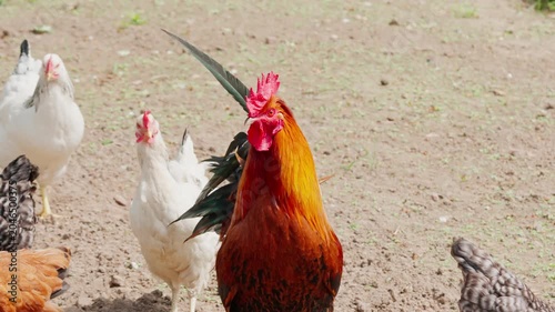 A black-and-red rooster with beautiful plumage and a red comb walks on green grass, followed by white, red, and Gray hens. Rural setting