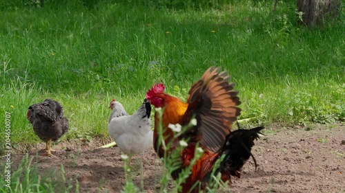 A black-and-red rooster with beautiful plumage and a red comb walks on green grass, followed by white, red, and Gray hens. Rural setting