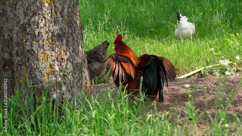 A black-and-red rooster with beautiful plumage and a red comb walks on green grass, followed by white, red, and Gray hens. Rural setting