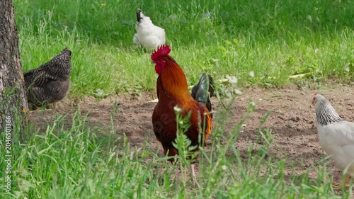A black-and-red rooster with beautiful plumage and a red comb walks on green grass, followed by white, red, and Gray hens. Rural setting