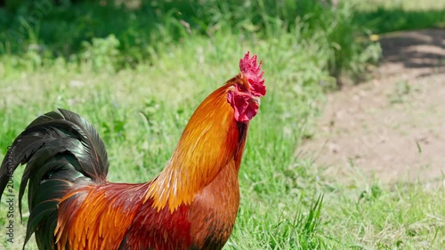 A brightly coloured Cochin rooster watches the surroundings attentively. Sunlight illuminates its multicolours feathers. Close-up portrait