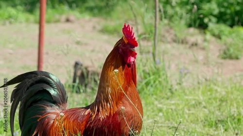 A brightly coloured Cochin rooster watches the surroundings attentively. Sunlight illuminates its multicolours feathers. Close-up portrait