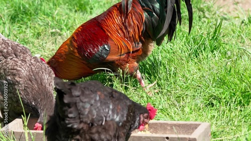 A beautiful rooster and hens walk on the green grass and eat feed. A rural homestead on a spring day. Close-up shot