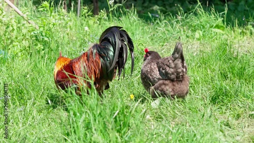 A beautiful rooster and hens walk on the green grass and eat feed. A rural homestead on a spring day. Close-up shot