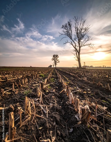 Serene sunset over barren autumn field with solitary tree.