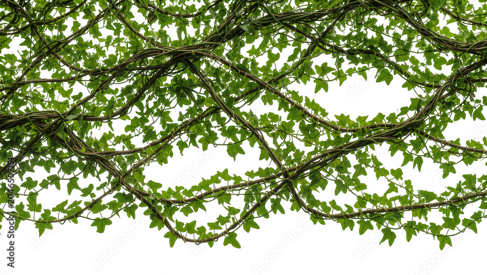 Fototapeta premium Dense green ivy vines with leaves, isolated on transparent background