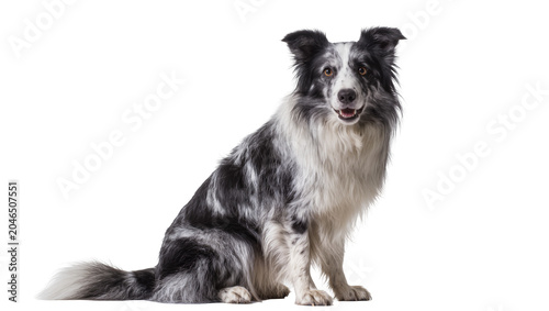 Tableau sur toile Black and white merle Border Collie dog sitting attentively, isolated on transpa