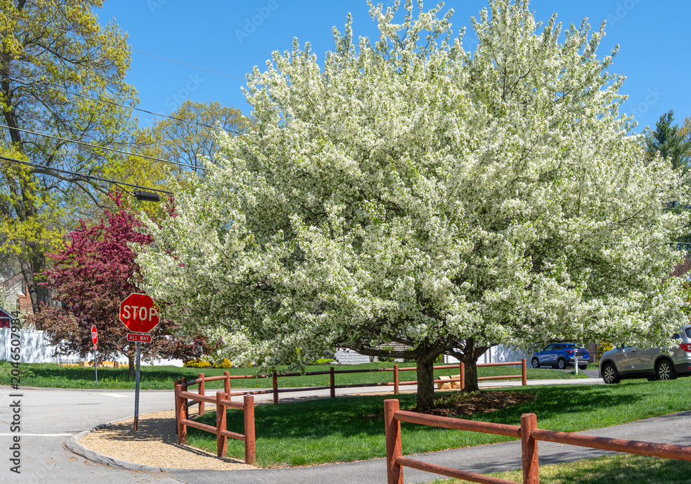 Naklejka premium spring tree and blooming spring flower in residential district