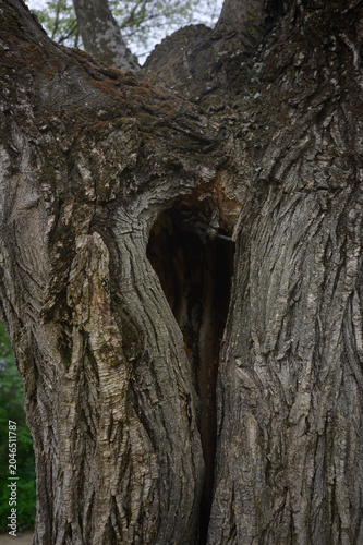 old tree trunk