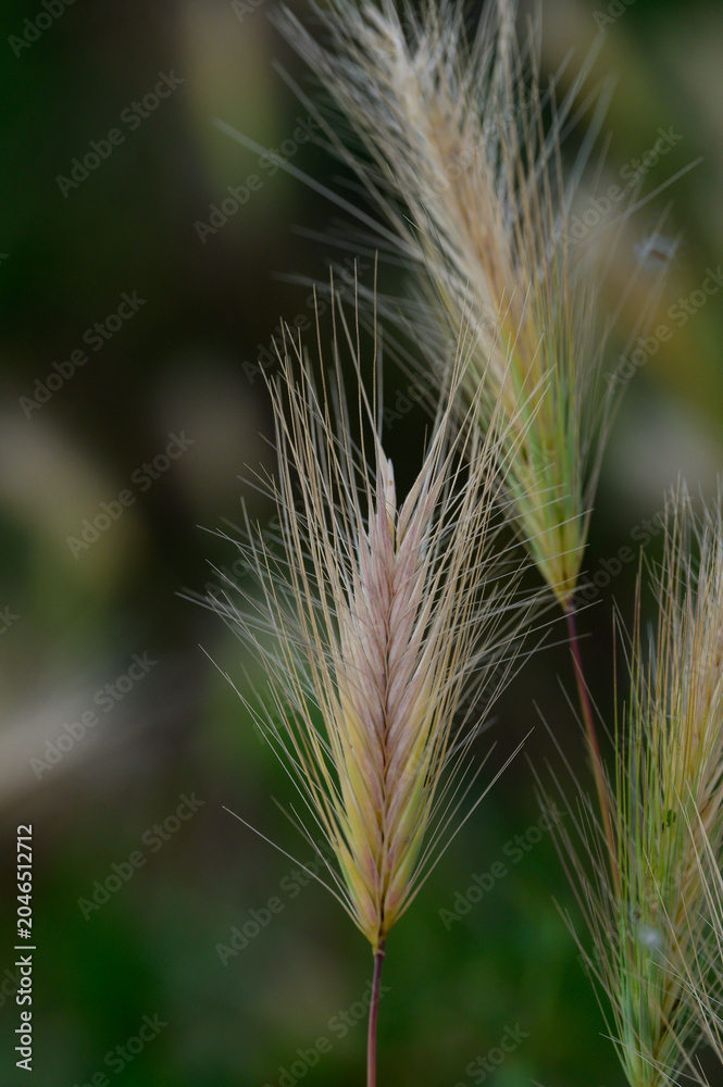 Fototapeta premium close up of grass