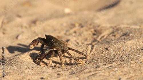 Black Sea crab. Arthropods moves across the sand, seeks shelter, hides and runs away. Traces of crab legs on the sand.