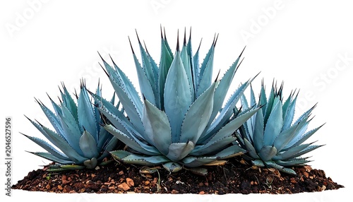 Close-up of a vibrant blue agave plant cluster.