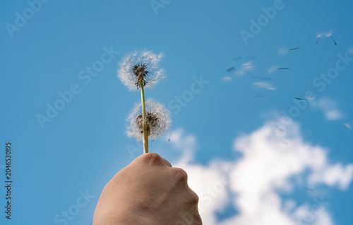 Bild auf Leinwand A hand holding dandelion seed heads as the wind disperses the seeds into blue sky