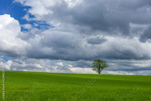 Lone Tree in Green Meadow Under Dramatic Storm Clouds