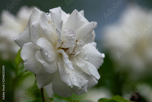 Photography Weiße Rose mit feinen Wassertropfen nach einem Sommerregen vor natürlichem Bokeh