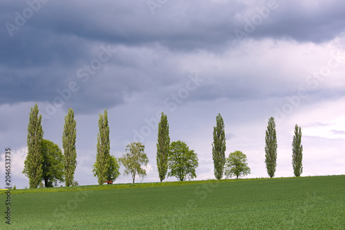Green Fields and Poplar Trees Beneath Dramatic Storm Clouds