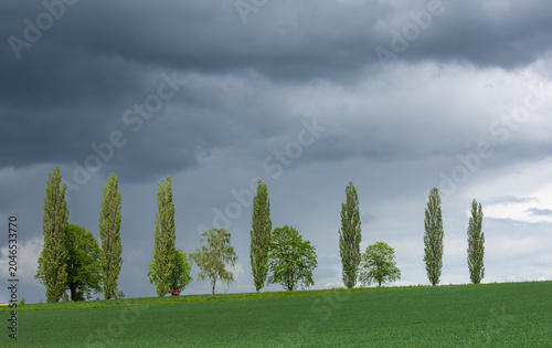 Row of Poplar Trees on Green Hill Under Dramatic Storm Clouds