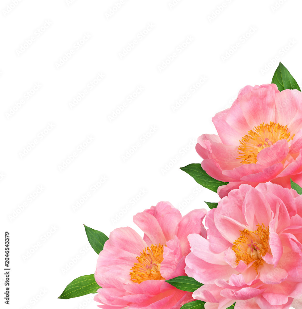 Fototapeta premium Three beautiful coral peony flowers in a corner arrangement isolated on white or transparent background.