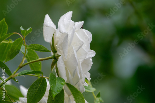 Foto Weiße Rose mit glitzernden Wassertropfen in natürlicher Gartenkulisse