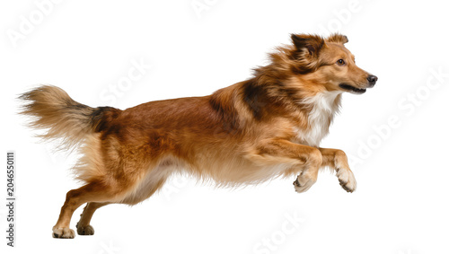 Fotografie Isolated energetic Border Collie type dog jumping and running mid-air with expre