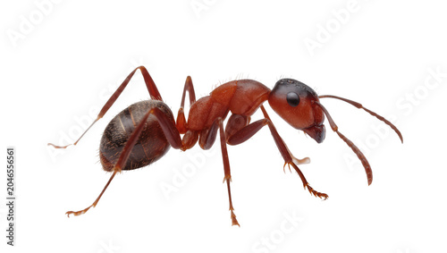 Tableau sur toile Isolated detailed close-up side view of a reddish-brown ant, a common insect cre