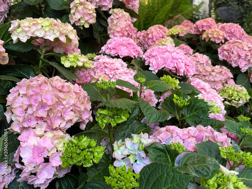 Hydrangea macrophylla pink flowering shrub.