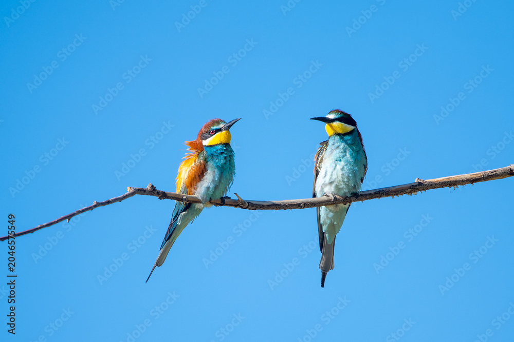 Fototapeta premium Arıkuşu » European Bee-eater » Merops apiaster