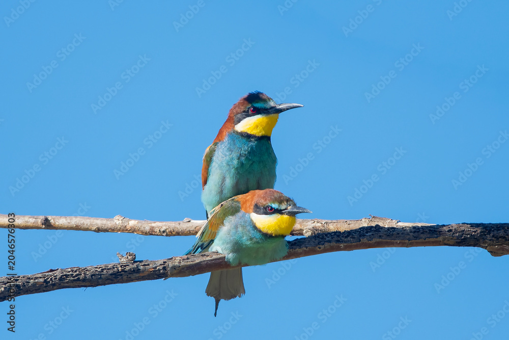 Obraz premium Arıkuşu » European Bee-eater » Merops apiaster