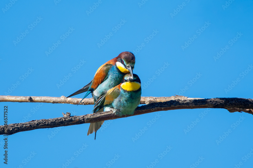 Fototapeta premium Arıkuşu » European Bee-eater » Merops apiaster