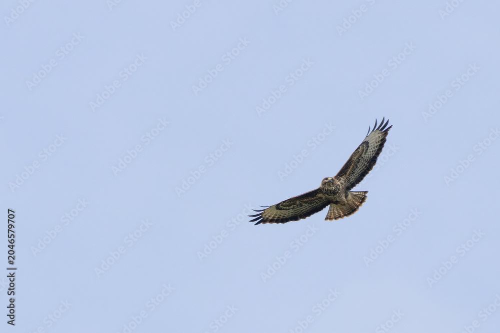 Fototapeta premium Common Buzzard Against a Blue Sky