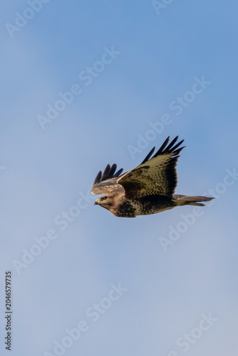 Photography Common Buzzard in Profile