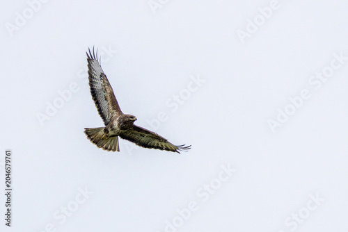 Canvas Print Common Buzzard Gliding