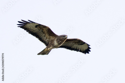 Photography Common Buzzard in Flight