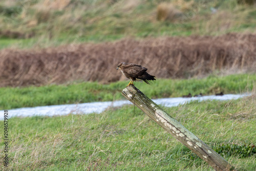 Photography Common Buzzard Perched on a Post