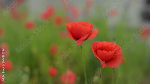 Two vibrant red poppy flowers moving softly in a spring breeze against a blurred natural background, calming static nature footage