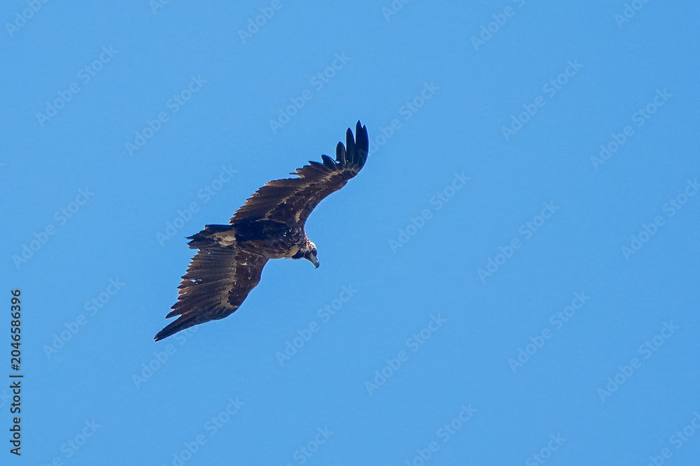 Fototapeta premium eagle in flight