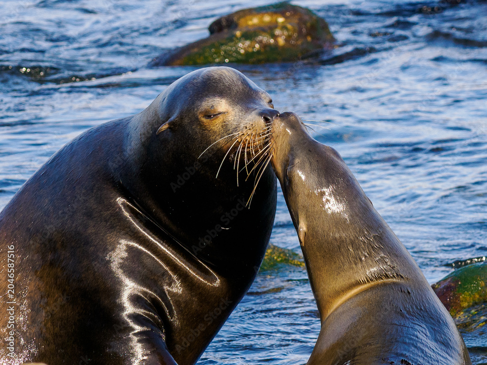 Fototapeta premium Two Sea Lions Touching Noses on Rocky Shoreline