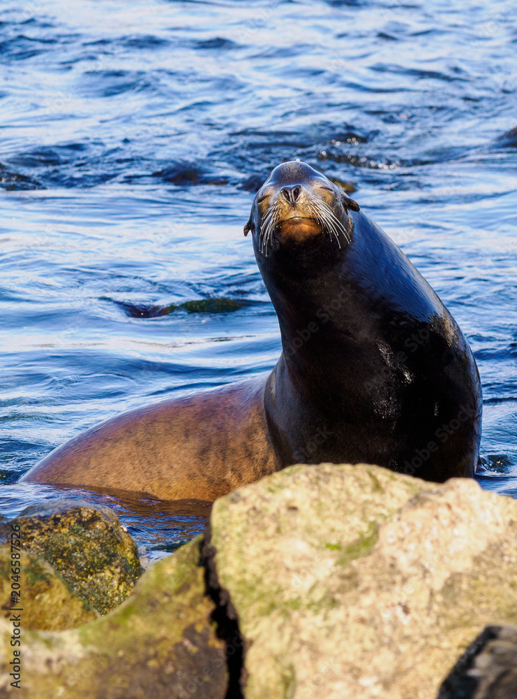 Fototapeta premium California Sea Lion Resting on Rocks at Water's Edge
