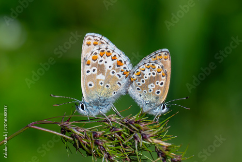 Obraz na płótnie Lycaenidae / Çokgözlü Mavi / Common Blue / Polyommatus icarus